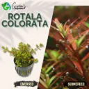 Rotala Colorata - 10 Stems