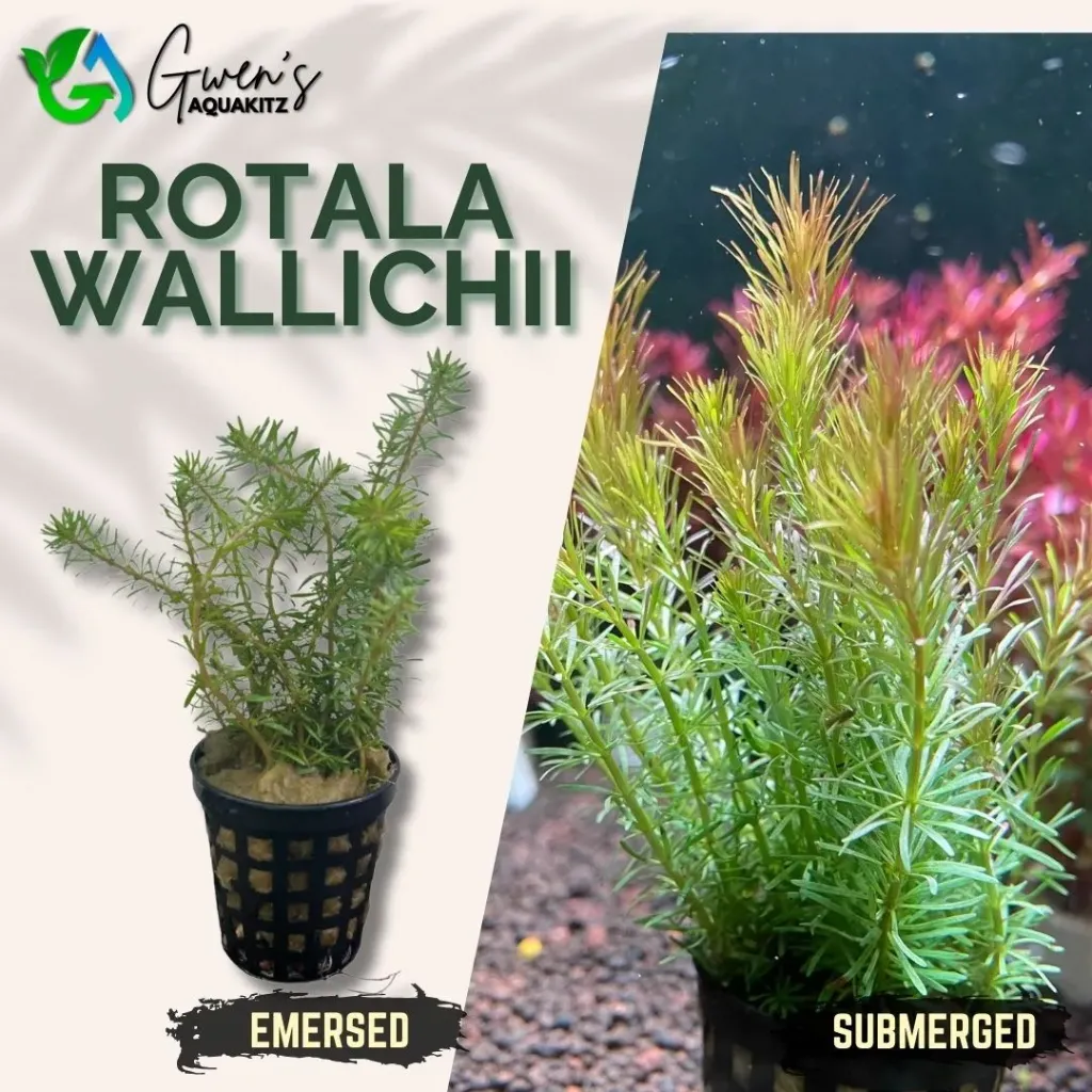 Rotala Waliichii - 5 Stems