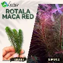 Rotala Maka Red - 10 Stems