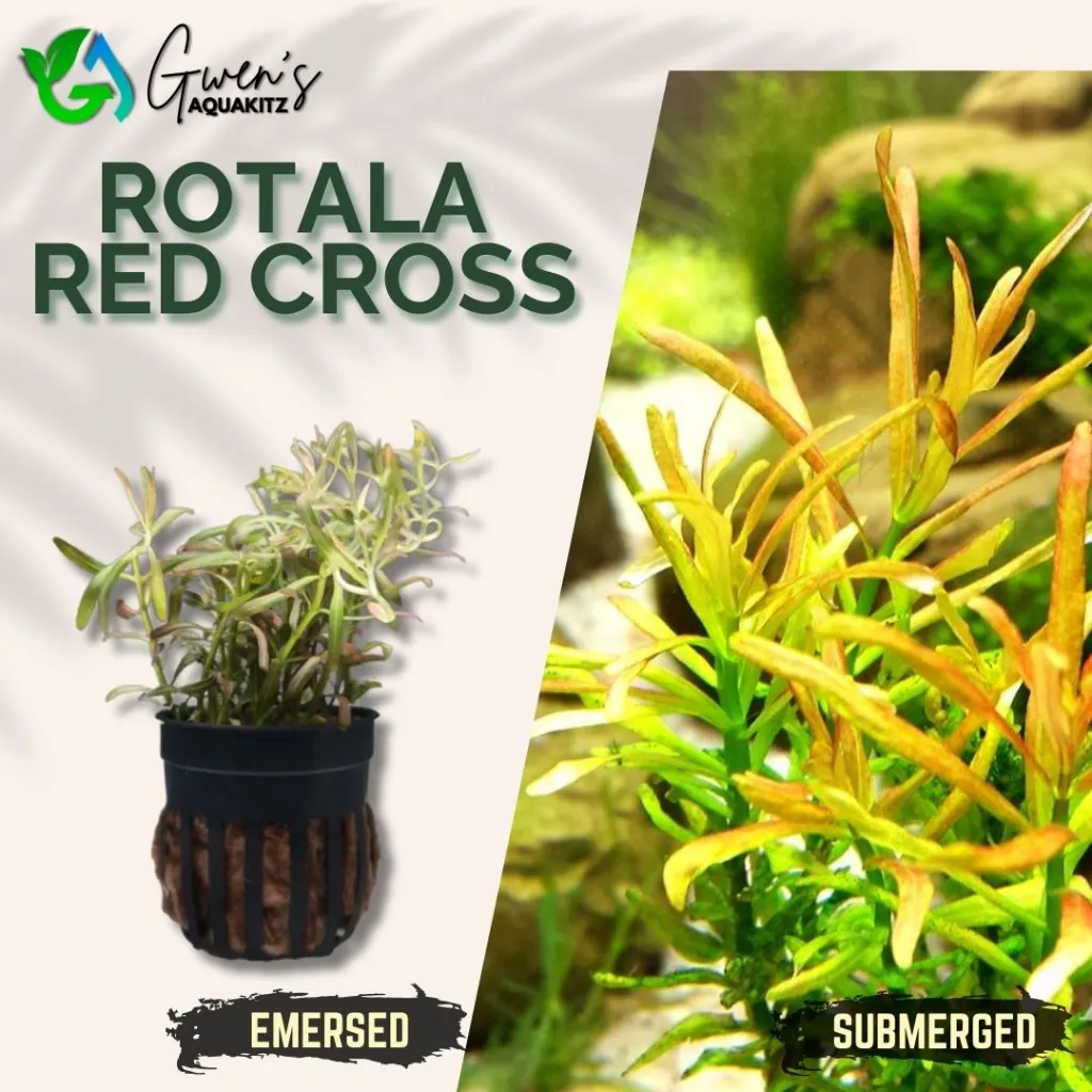 Rotala Red Cross - 10 Stems