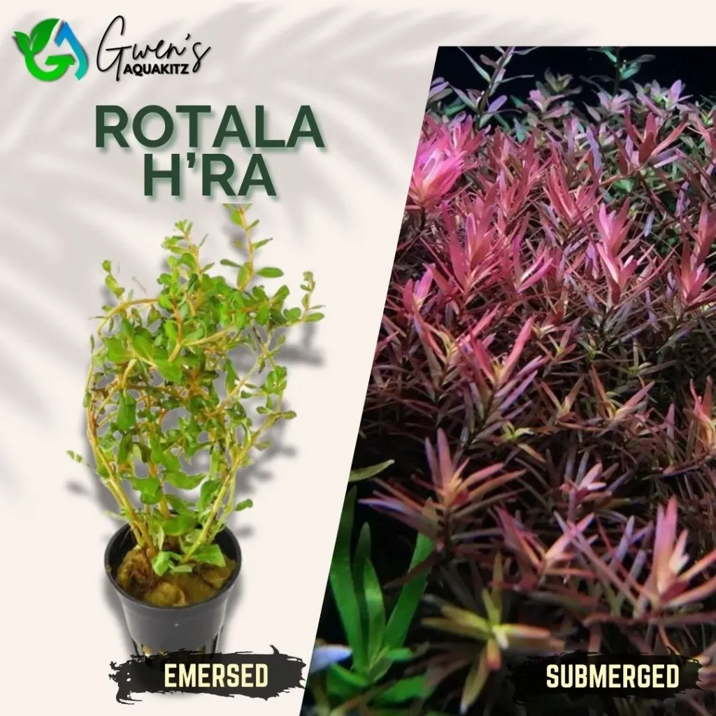 Rotala H'ra - 10 Stems