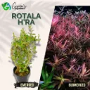 Rotala H'ra - 10 Stems