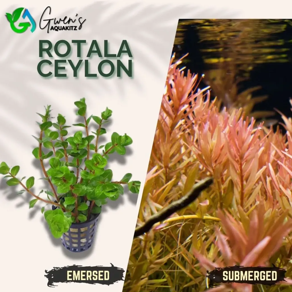 Rotala Ceylon - 10 Stems