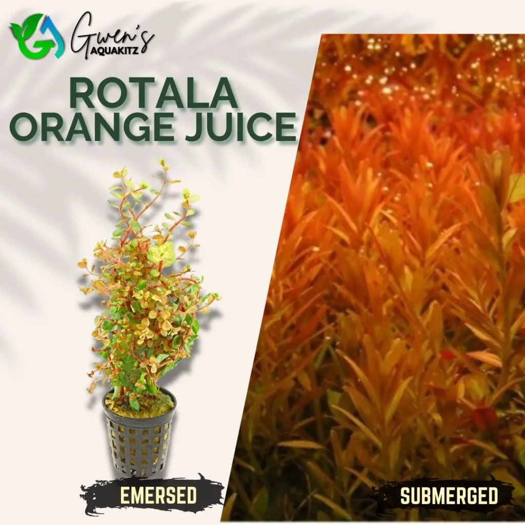 Rotala Orange Juice - 10 Stems