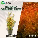 Rotala Orange Juice - 10 Stems