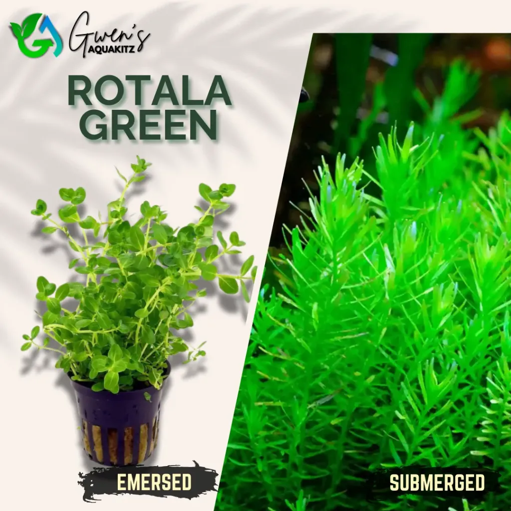 Rotala Green - 10 Stems