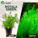 Rotala Green - 10 Stems
