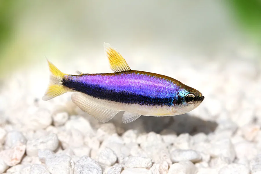 Blue Emperor Tetra