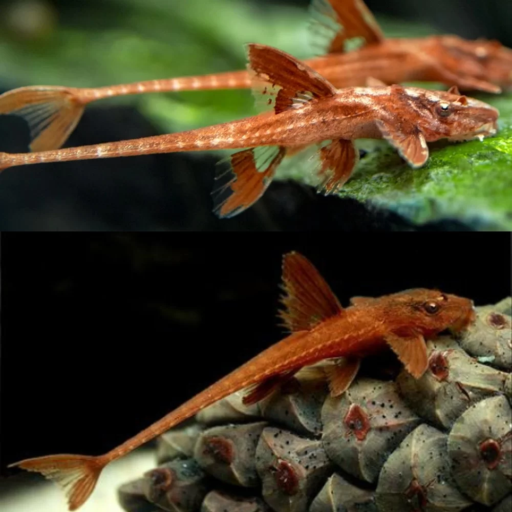 Red Lizard Whiptail Catfish