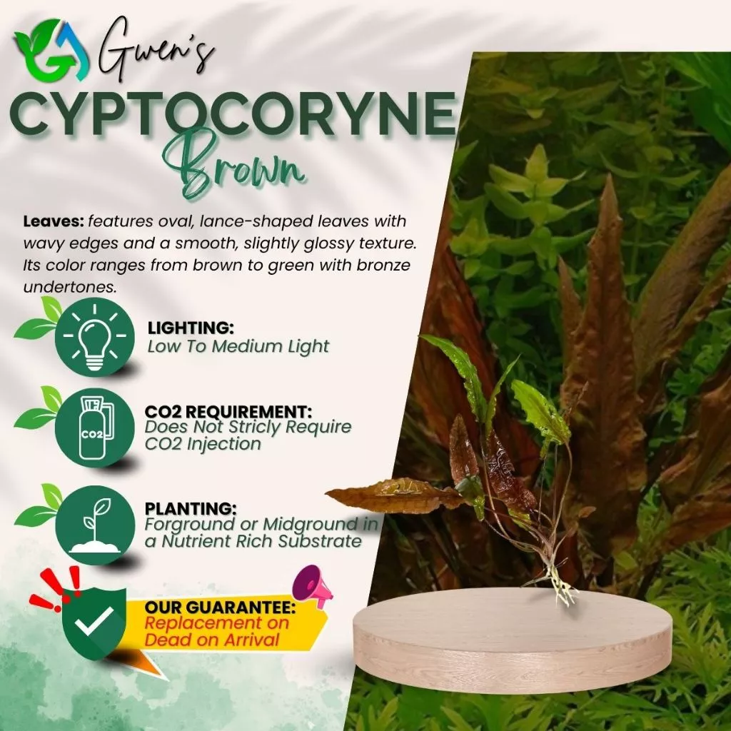Cryptocoryne Brown - 3 Bulbs
