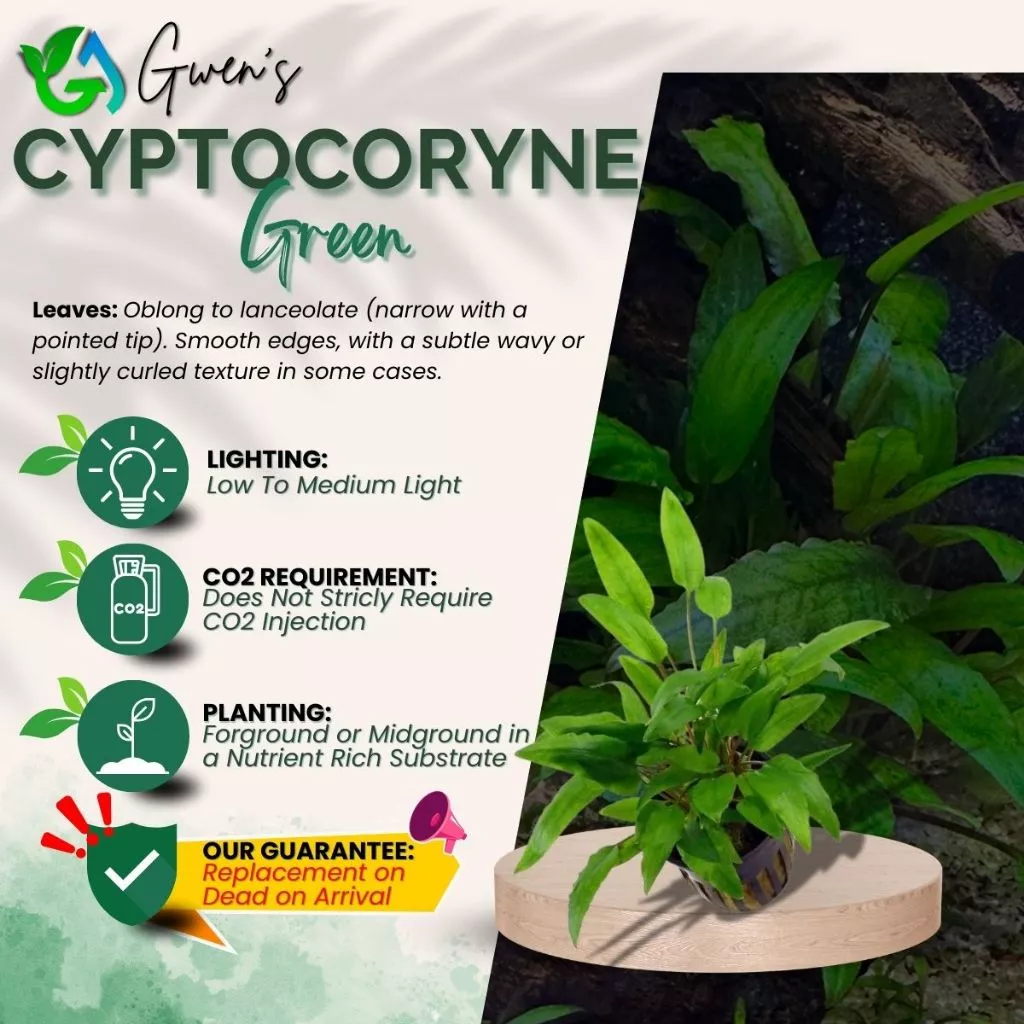Cryptocoryne Green - 3 Bulbs