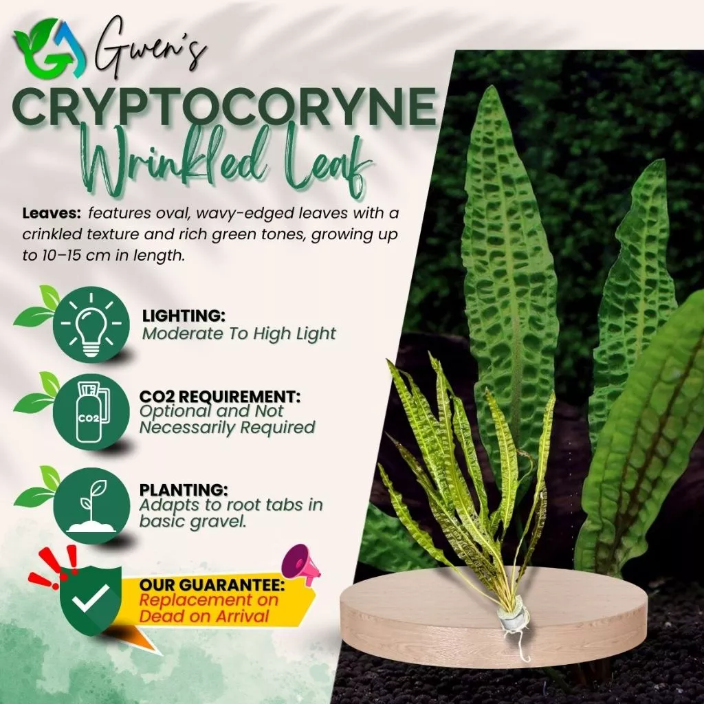 Cryptocoryne Wrinkled Leaf - 3 Bulbs