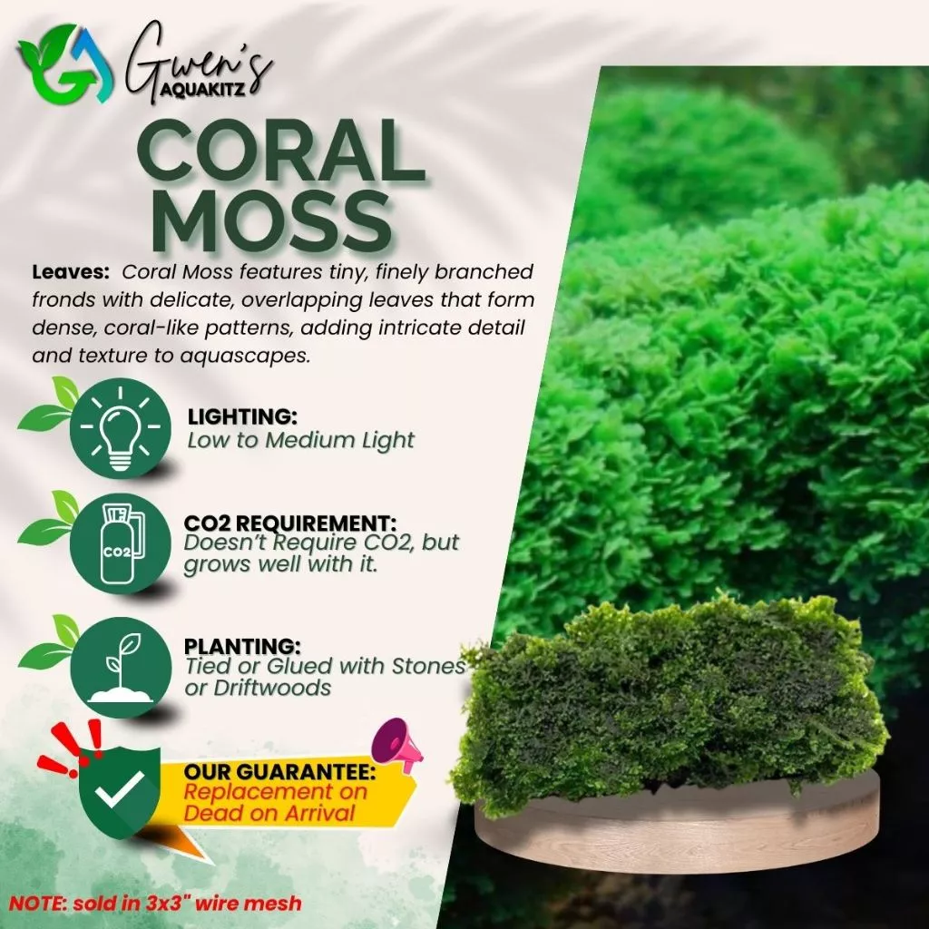 Coral Moss - 3x3 Mesh