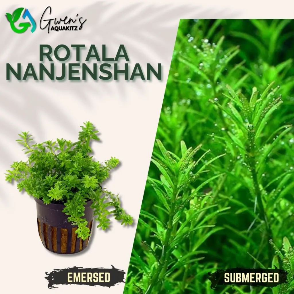 Rotala Nanjenshan - 5 Stems