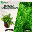 Rotala Nanjenshan - 5 Stems