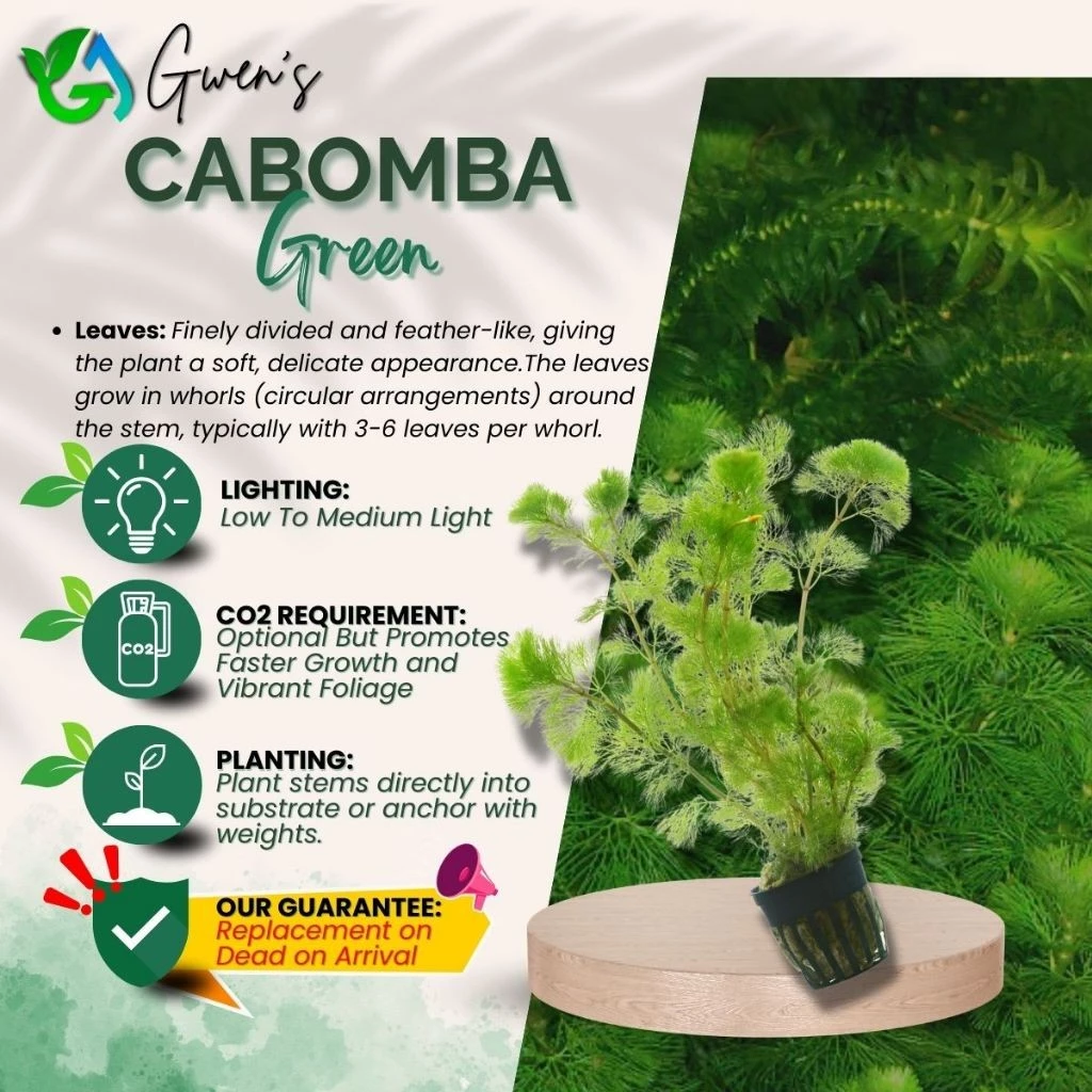 Cabomba Green - 5 Stems