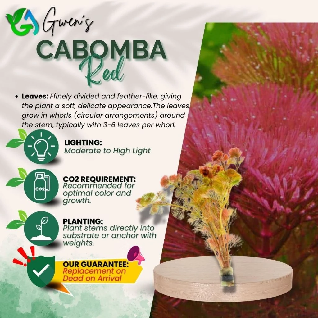 Cabomba Red - 5 Stems