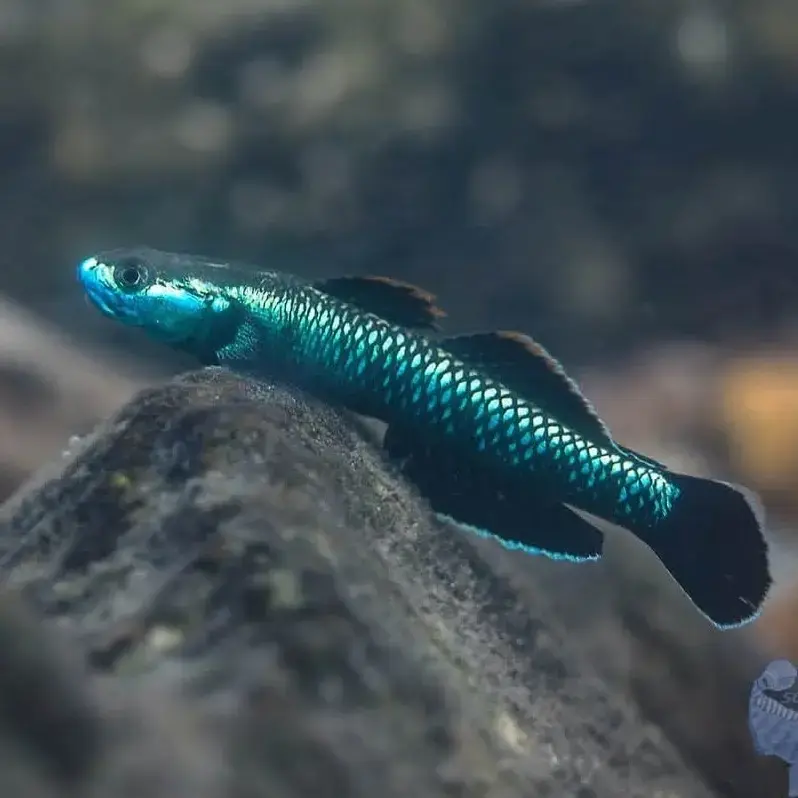Blue Neon Dwarf Goby