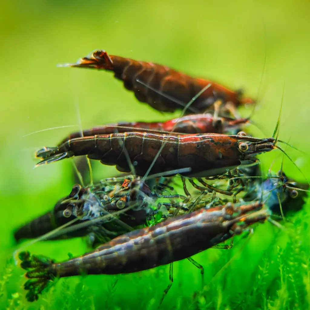 Chocolate Shrimp
