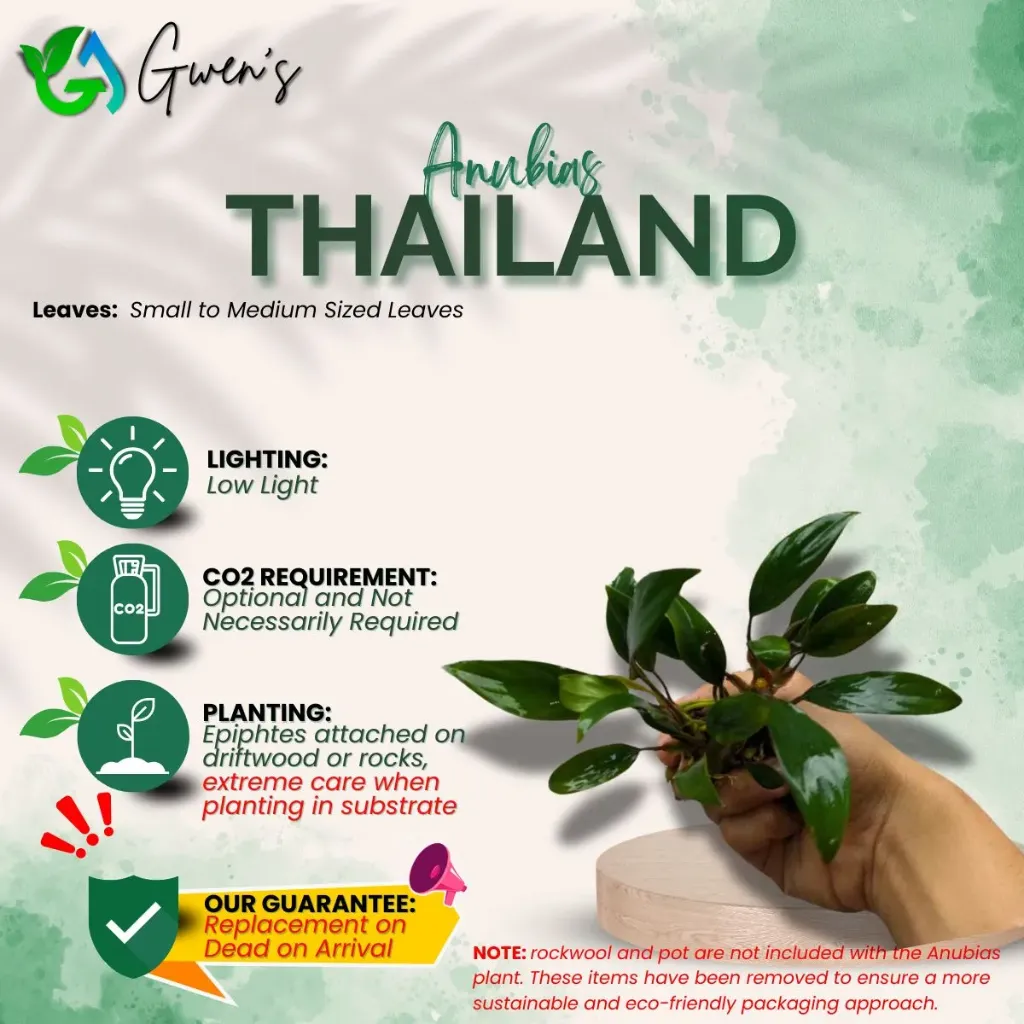 Anubias Thailand (1 Clump)