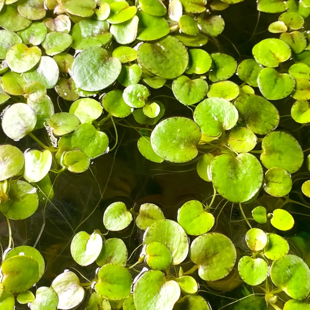 Amazon Frogbit - 1 pc