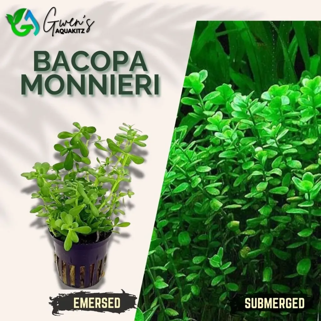 Bacopa Monnieri - 10 Stems