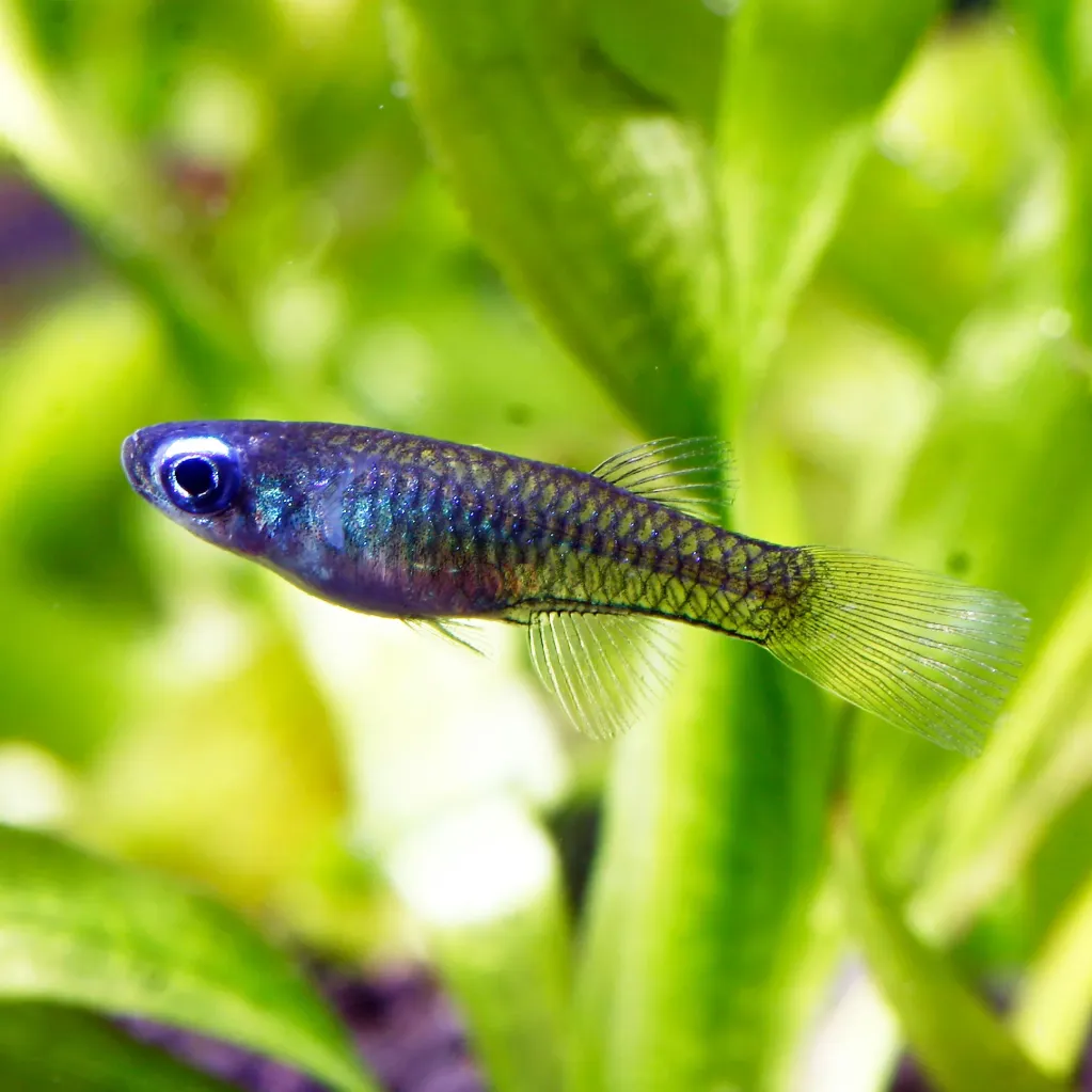 Lampeye Killifish