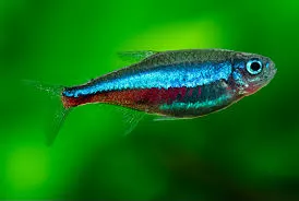 Green Neon Tetra