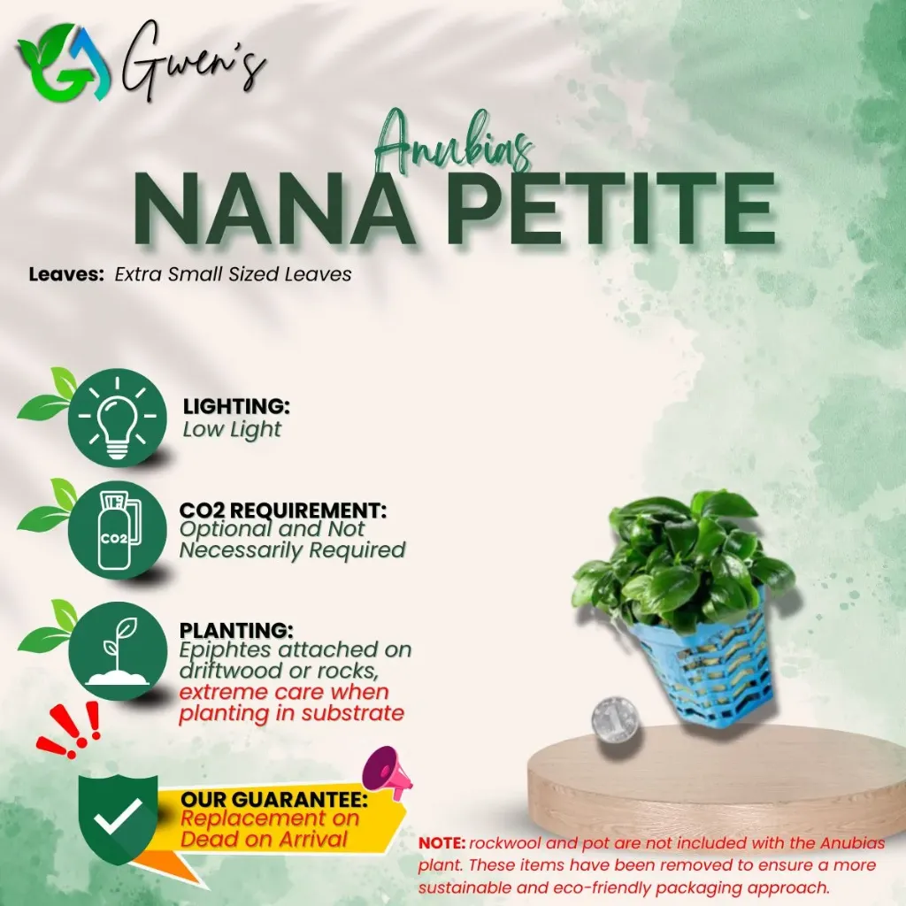 Anubias Nana Petite (1 Clump)