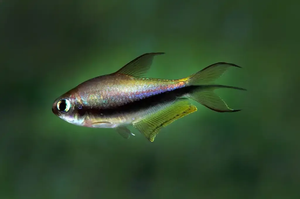 Emperor Palmeri Tetra