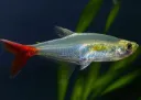 Glass Bloodfin Tetra