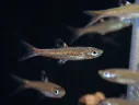Eyespot Rasbora