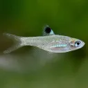Eyespot Rasbora