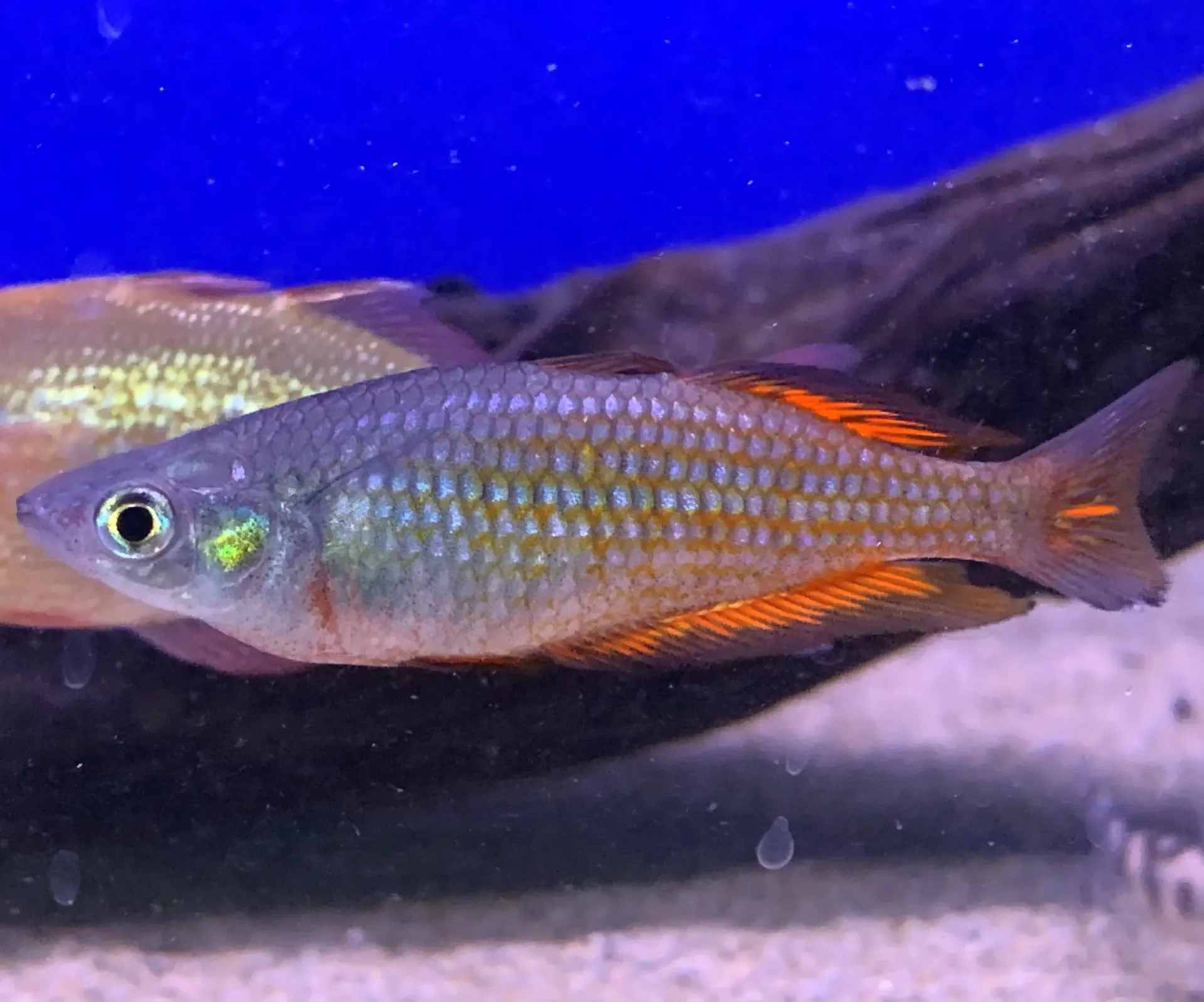 Parkinson Rainbowfish