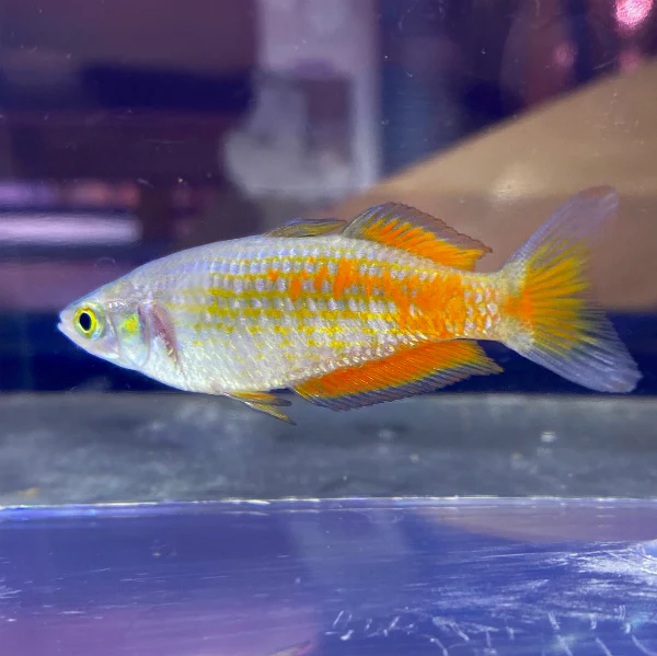 Parkinson Rainbowfish
