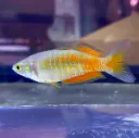 Parkinson Rainbowfish