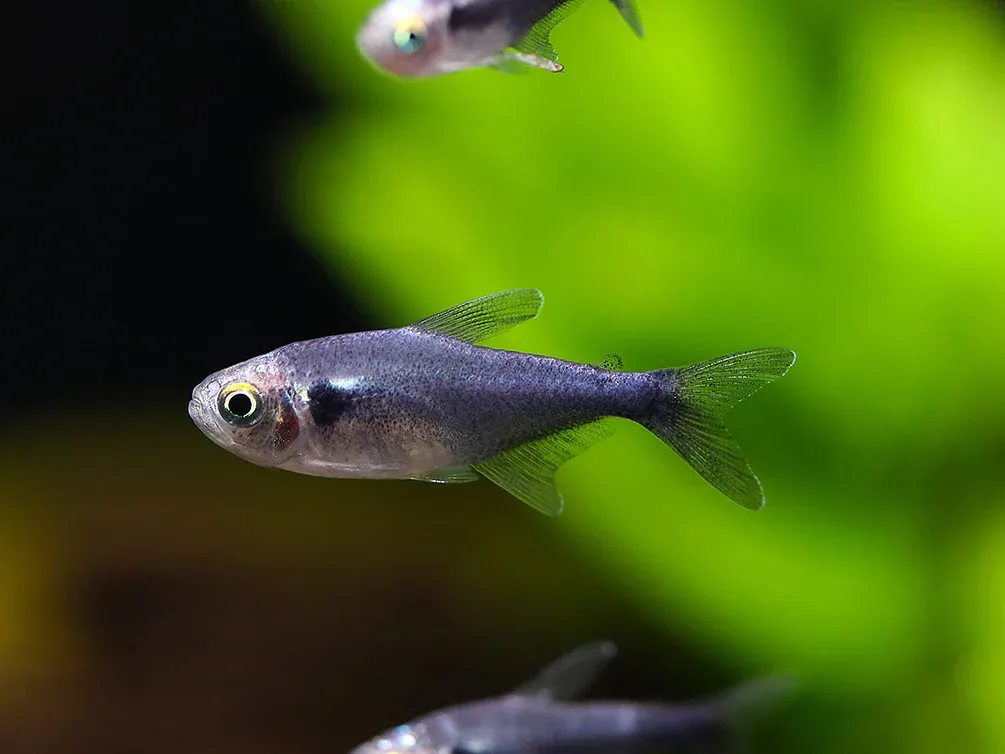 Black Diamond Neon Tetra
