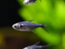 Black Diamond Neon Tetra
