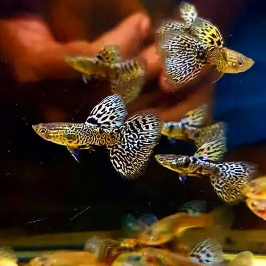 Yellow King Cobra Guppy (Male Only)