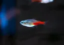 Blue Diamond Neon Tetra