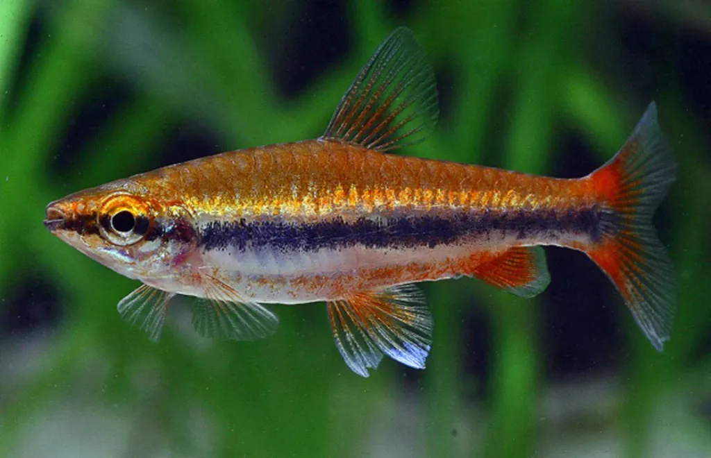 Golden Pencil Tetra