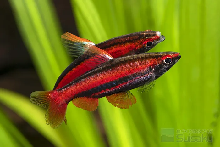 Red Pencil Tetra
